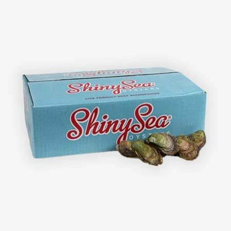 Shiny Sea Closed Oysters Box 50un